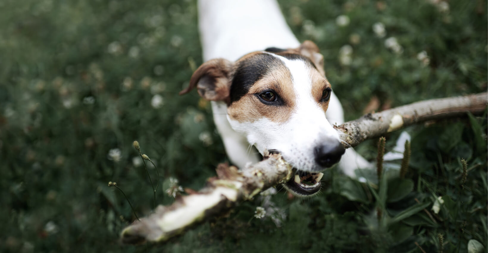 Montego Pet Nutrition